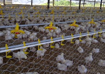 Broiler Processing Plant1