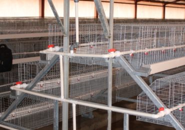 Pullet Cages2