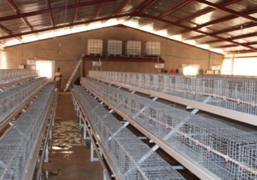 Pullet Cages3