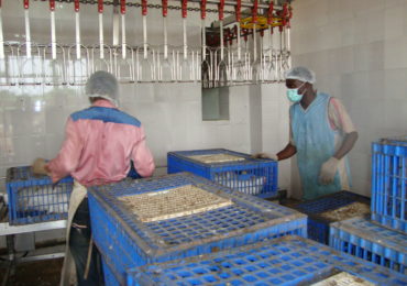 Broiler Processing Plant3