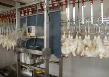 Broiler Processing Plant4
