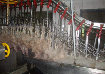 Broiler Processing Plant5