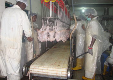 Broiler Processing Plant7